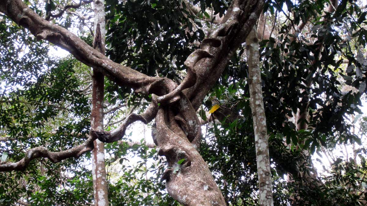CAM 4936.JPG - Huge lianas