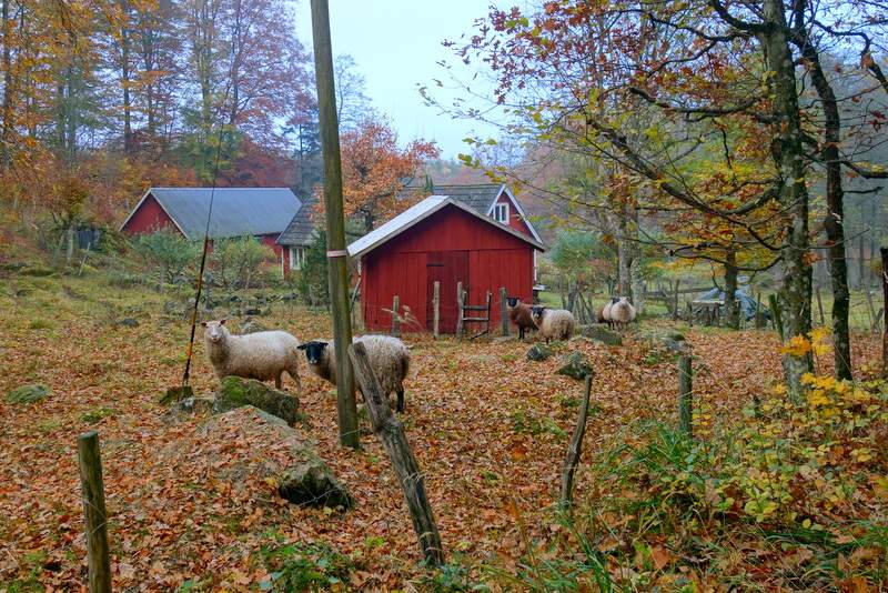 Defoliation in southern Skaane 036.jpg