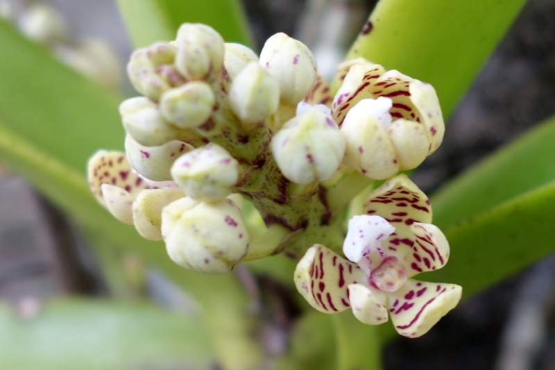 Flowering orchid