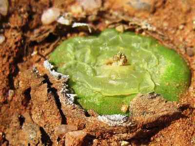 18- 108-Conophytum-ratum.JPG