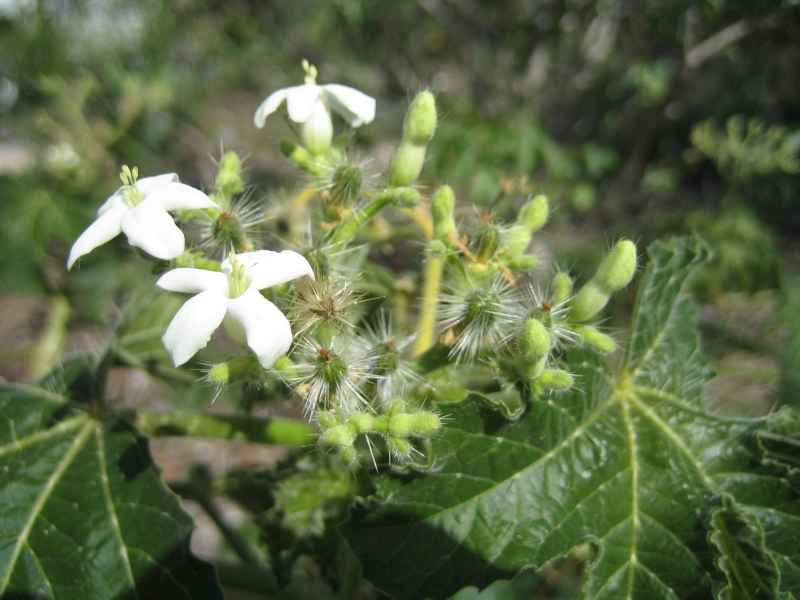 Cnidoscolus urens-flo-03- 005.JPG